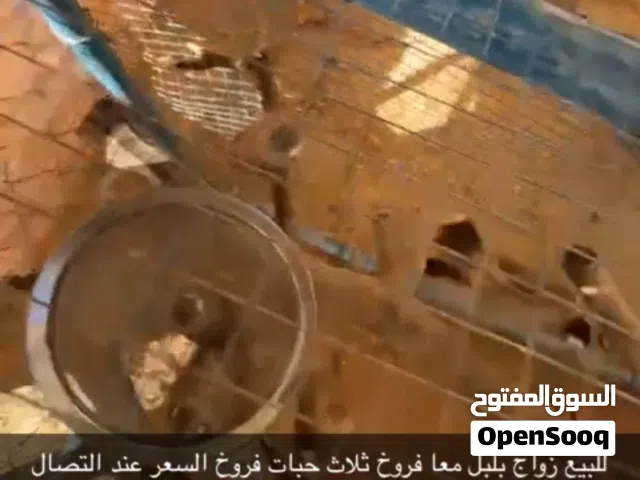 زواج بلبل معاه فروخه