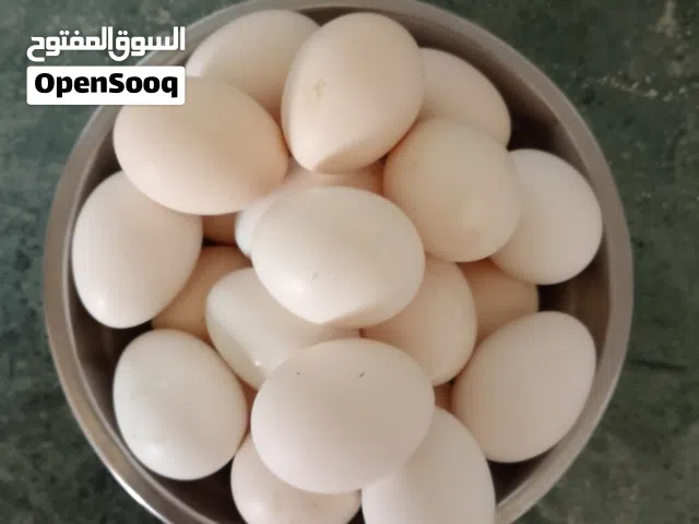 بيض دجاج عربي
