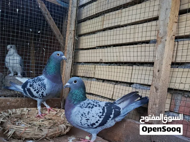 زواجل شذاري امبيضات و حلوات و نضيفات بسعر مناسب