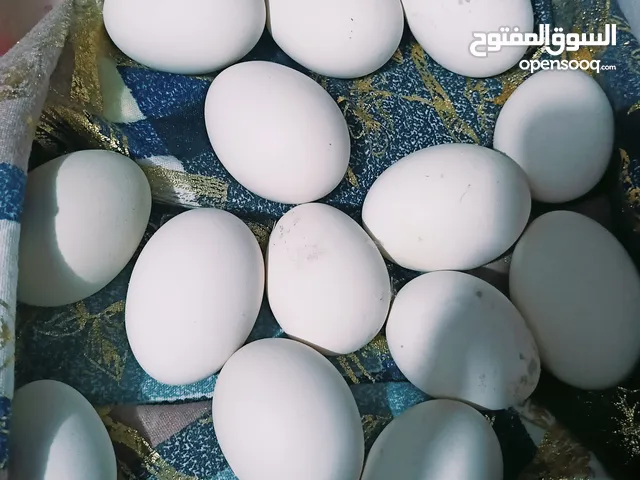 بيض عرب للبيع وأكثره ابواركيبه
