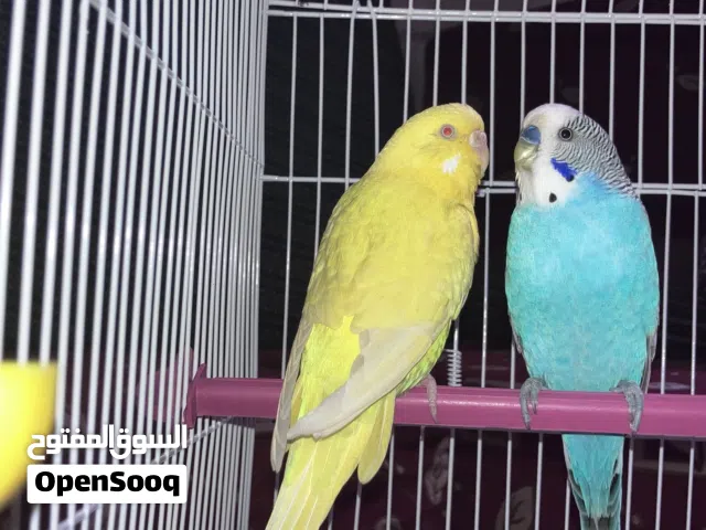 جوز بقالينو الانتى لاتينو عين حمره