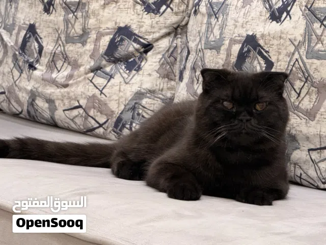 قط سكوتش فولد ذكر بصحة ممتازة الحمدلله
