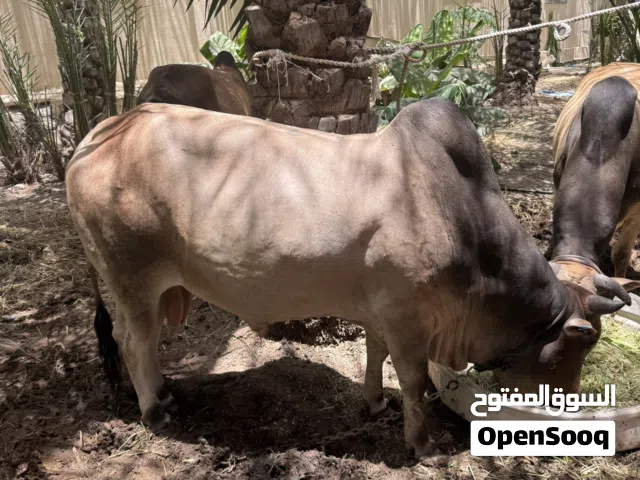 يتوفر نص ثور كبير مطعوم
