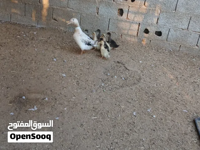 بط زينه البيع