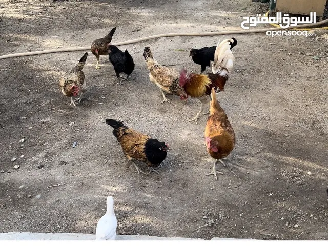دجاج عرب بياض عدد 8 وديج