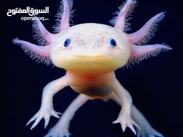 للبيع – أكسولاتل نادر وجميل لمحبي الحيوانات النادرة