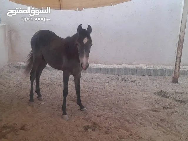 خيل عربي للبيع