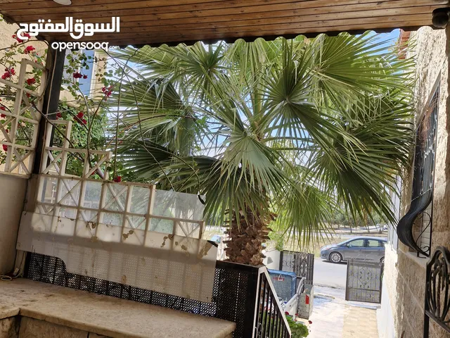 شجرة نخيل للزينه كاليفونيا