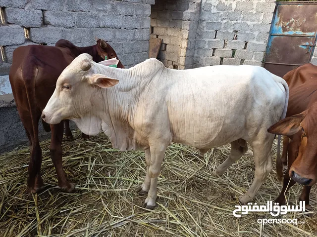 ثيران سمينات للبيع