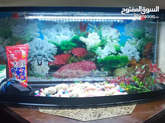 حوض سمك لحالة الوكالة بسعر مغري32 دينار
