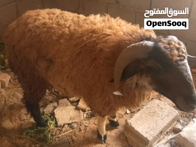 خروف الله يبارك