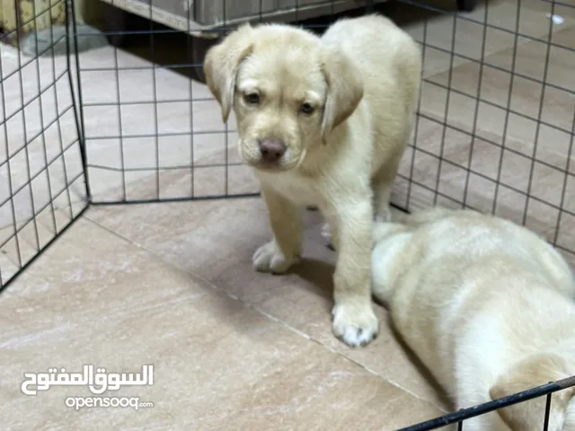 Labrador puppy