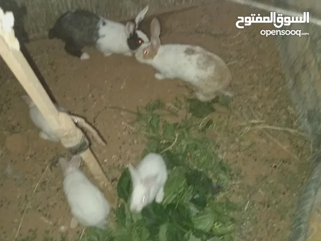 أرانب بلدي