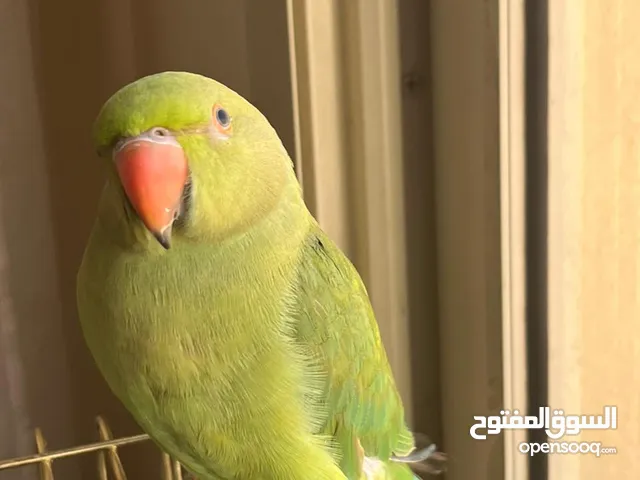 ببغاء الدرة