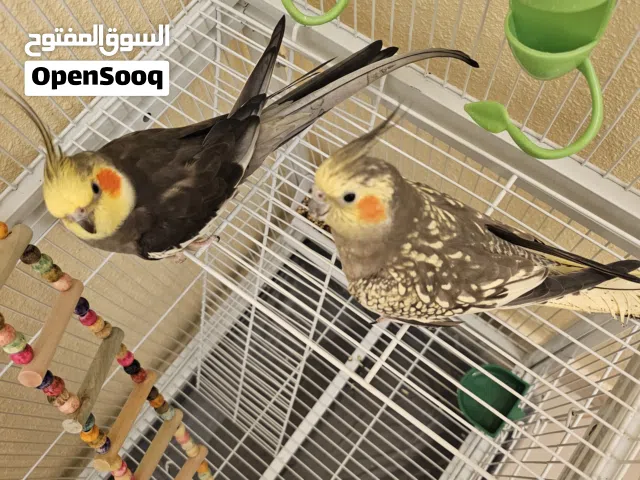 جوز كروان للبيع
