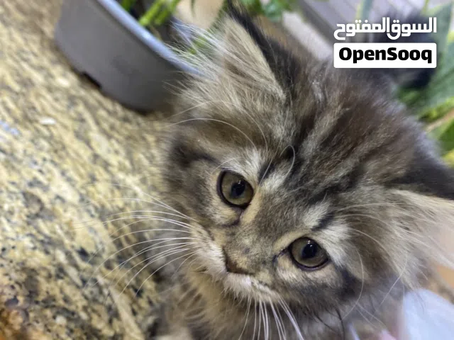 قطه للبيع  في البصره