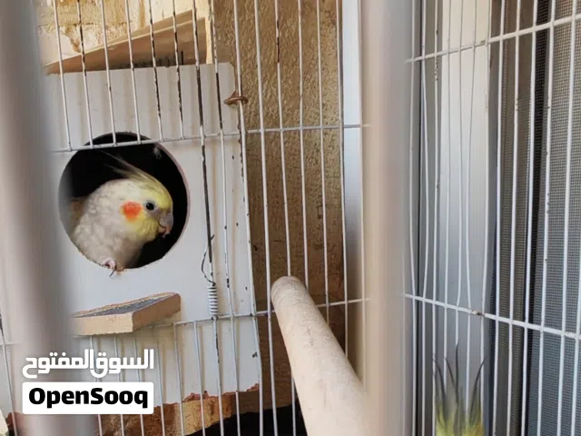 حبة روز وايت فيس حجم ضخم و جوز كوكتيل شغال ما شاء الله.. للبيع لعدم التفرغ ،للتواصل على رسائل الصفحة