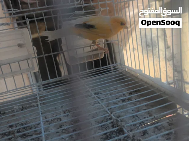 عصفور كنار نارر لببييع