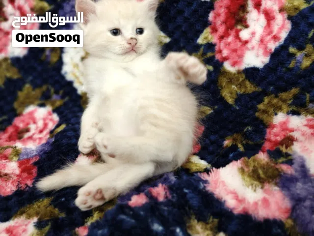 Persian baby cats