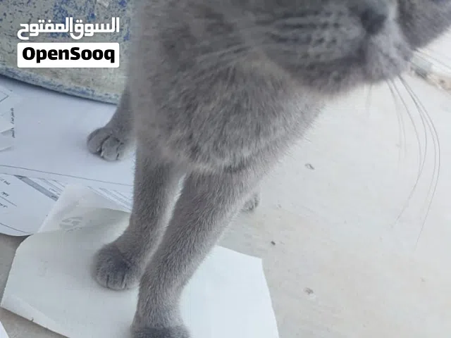 قطة وولادها للتبني