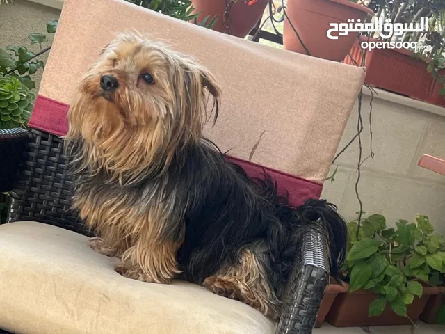 كلب يوركشاير للبيع لعوبه