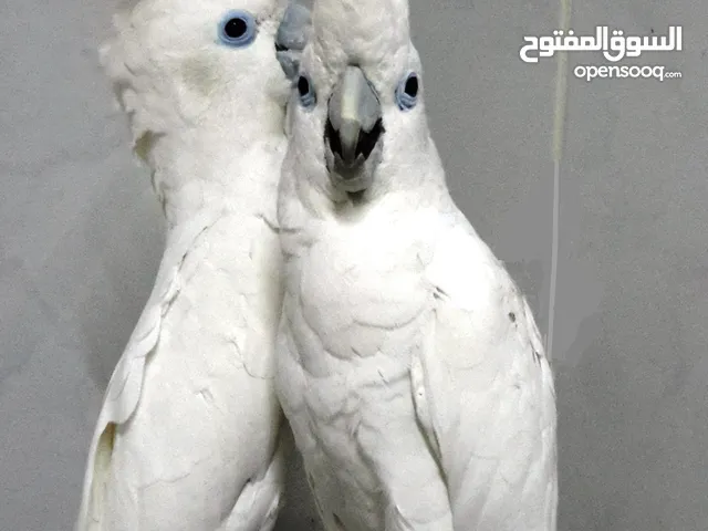 cockatoo gala  parrot      male and female  for sale