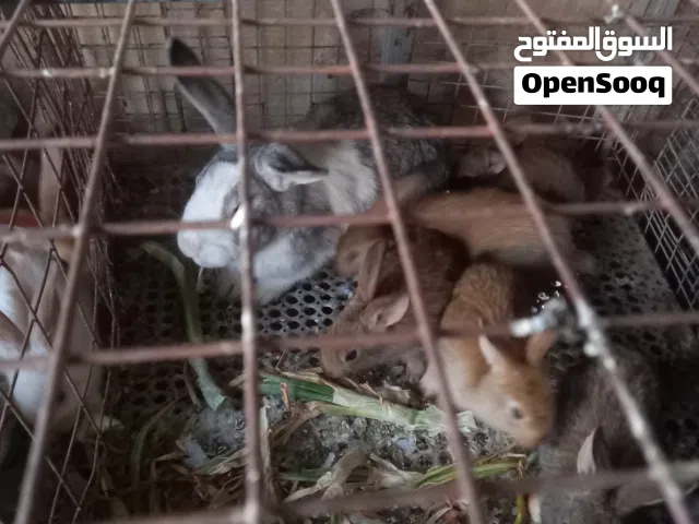ثلاث  إناثي  مع ولادهم   إناثي  معاشير قريب  يولدو