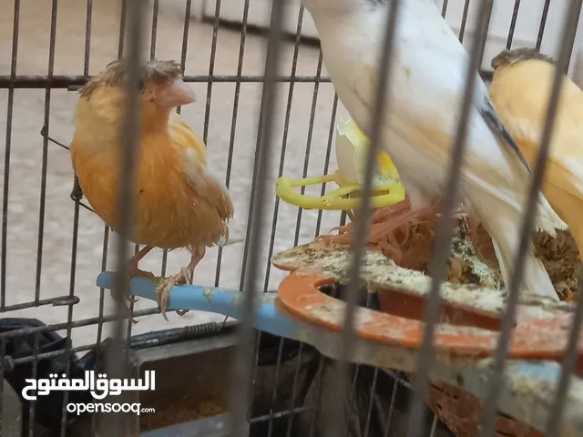 طيور كناري بيض مقنبرات