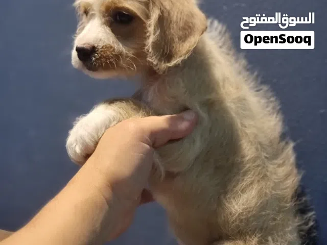 Maltipoo puppy