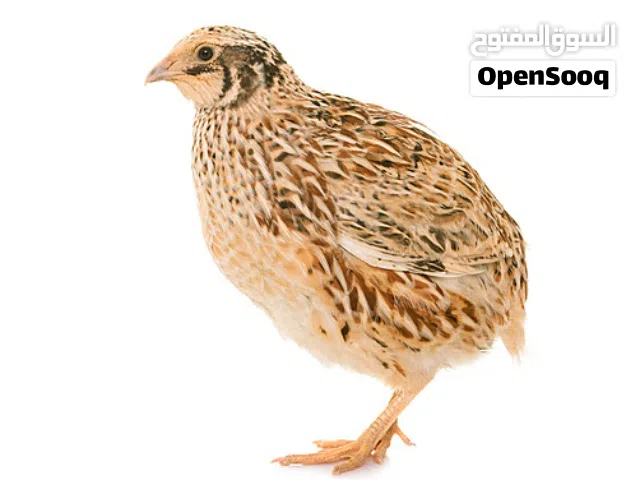 سمان جامبو للبيع