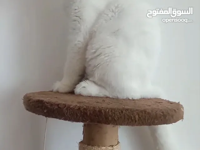 Persian cat for mating