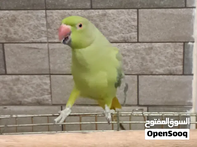 ببغاء درة اليفة بسعر مغري جدا