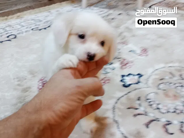 كلب زينه صغير العمر 45 يوم