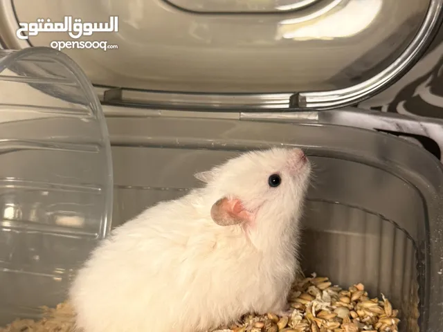هامسترات سوريه
