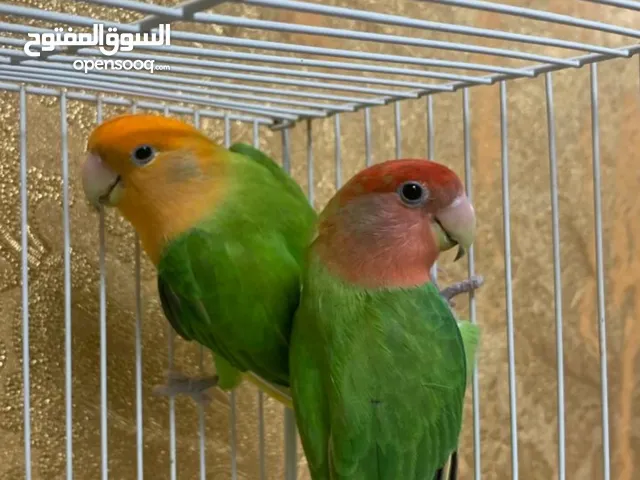 طيور الروز