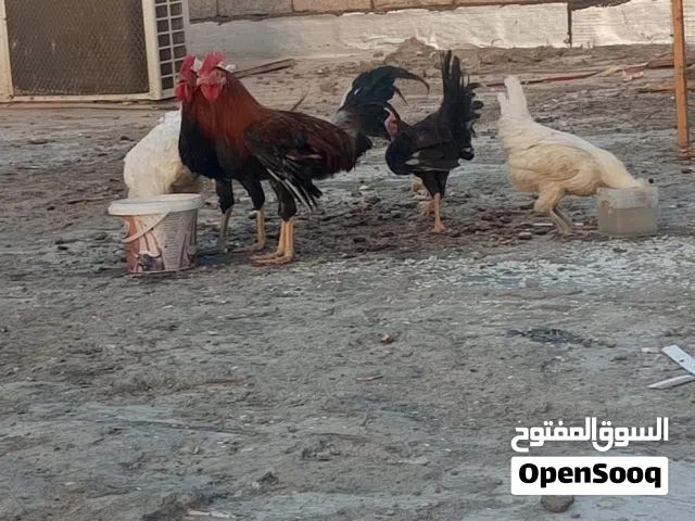 ثلاث ديوجه ودجاجه