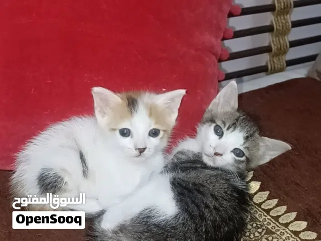 urgent free adoption for kittens for free