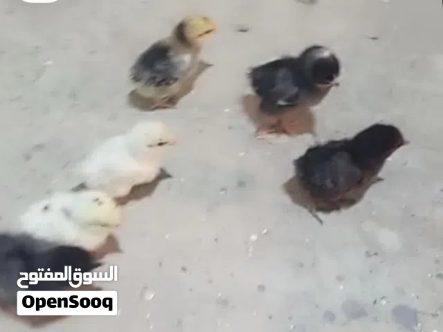 افراخ دجاج لللبيع
