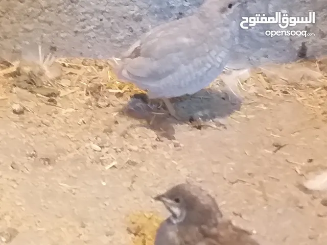 سمان ملكي بياضات