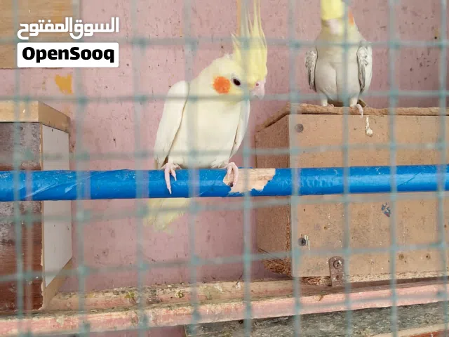 كوكتيل شكري للبيع