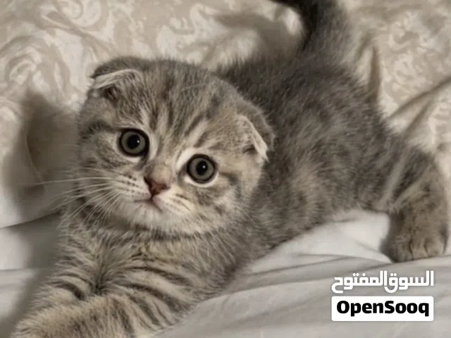 اسكوتش فولد  لون مميز
