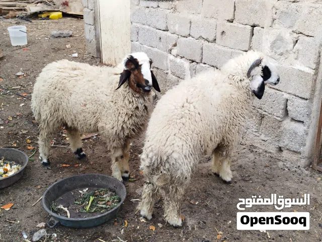 خرفان اثنين سمان ربيتهن من جانن زغار كلش للبيع سعر الواحد 425 الف المكان ابو الخصيب