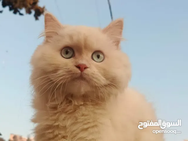انثى شيرازي معها ذكرين ولادة منذ 20يوم اليفة مطعمة معها كرت... لغاية السفر