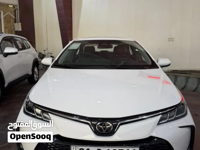 كوروالا 2025 شكل خليجي ماشيه 550 كيلو