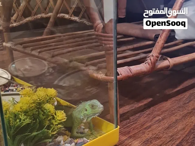 اغوانا اخضر جميل
