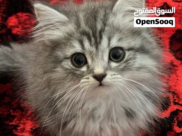 قطة كيتن عمر شهرين ، اجتماعيه ولعوبه