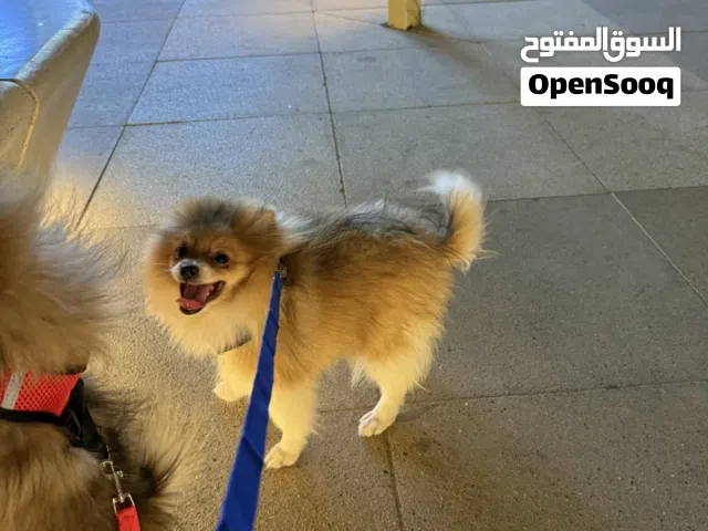 ذكر بومرينين بيور عمر 4 شهور لطيف كثير وهادئ ومتعلم عالحمام ماخذ جميع التطعيمات