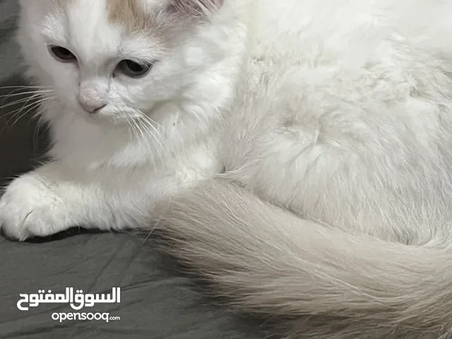 كيتين شيرازي للبيع