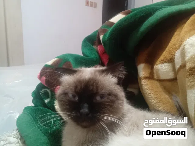 قطوه ملايين للبيع