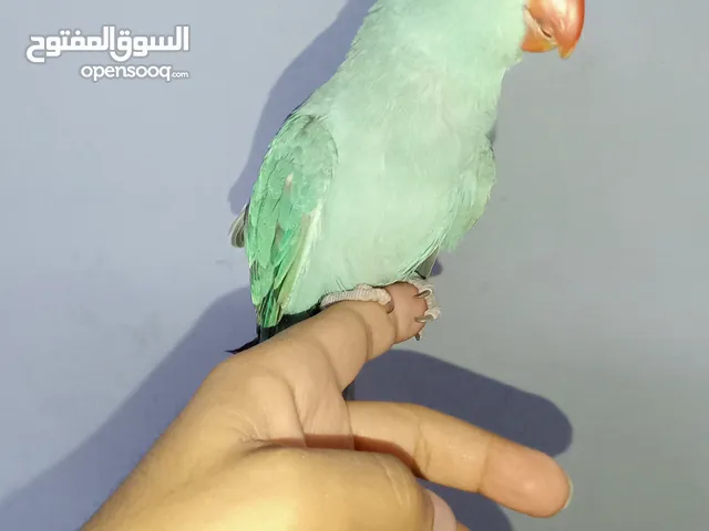 ببغاء دره هولندي اليف
